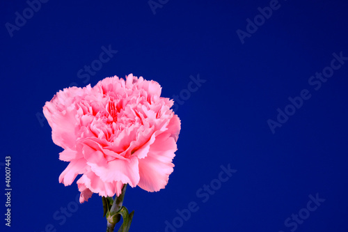 Różowy kwiat goździk na niebieskim tle