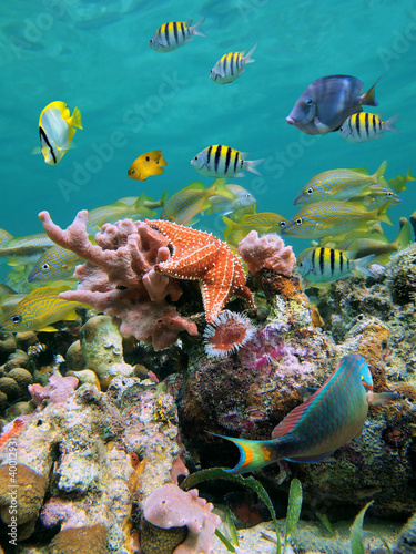 A shoal of colorful tropical fish with a starfish, sponges and marine worms underwater in a coral reef of the Caribbean sea