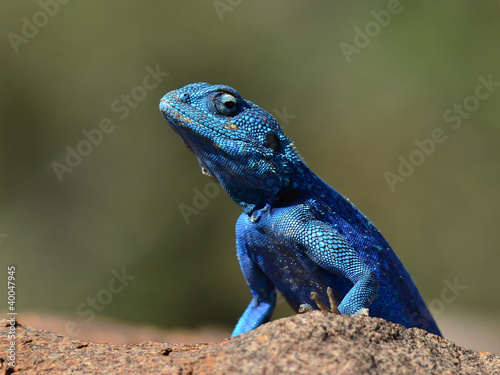 rock agama