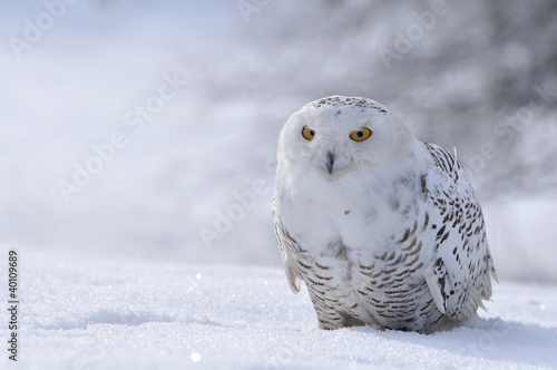 snowy owl sitting on the snow