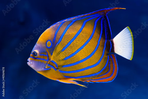 Bluering angelfish