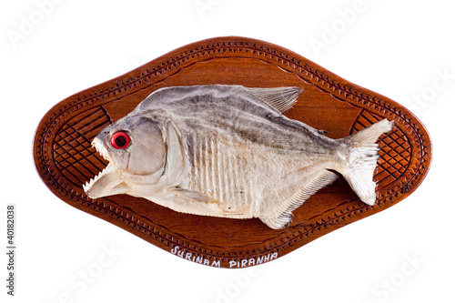 Piranha fish as trophy on wood isolated