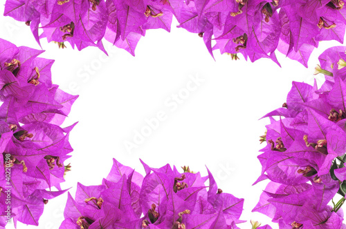 bougainvillea flowers frame