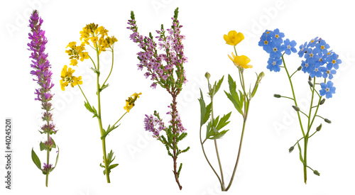 five wild flowers isolated on white