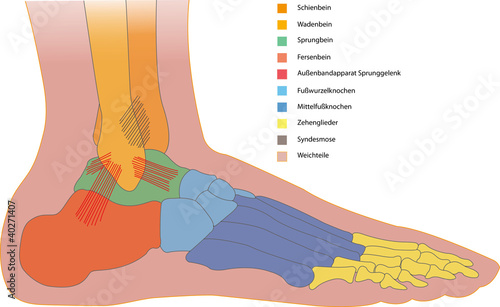 Sprunggelenk und Fuß