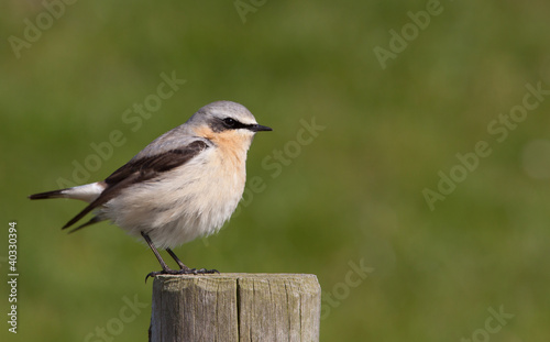 Wheatear on a post