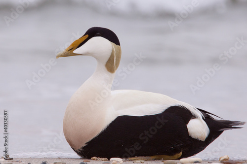 Male eider on a beach close-up