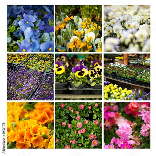 ogród sadzonka kwiaty rośliny ogrodowe bratki sklep kwiaciarnia