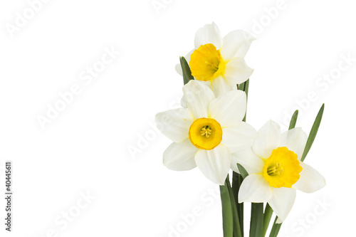 narcissus flowers