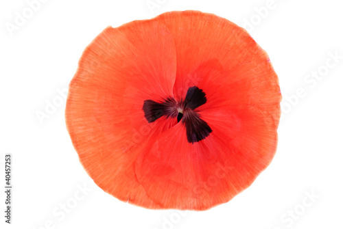 Beautiful red poppy leaf isolated on white background