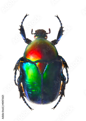 The Scarabaeus - Dung beetle.