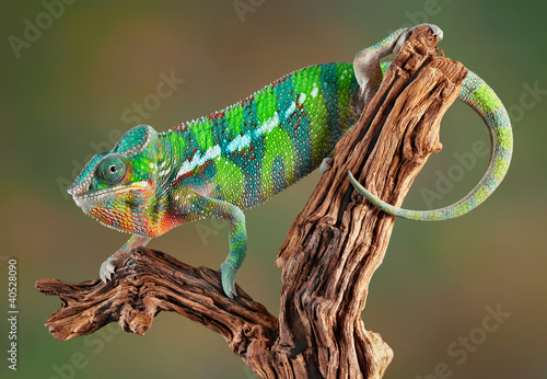 Panther Chameleon