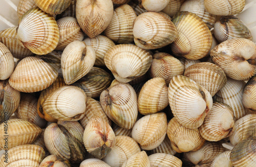 cockles on the Trouville market in Normandy