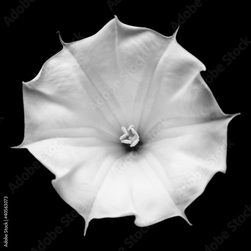 Datura flower