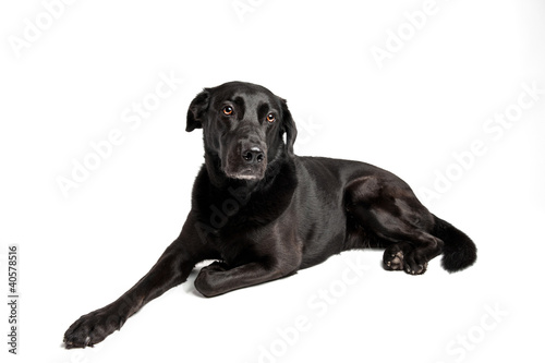 Black Labrador in front of white