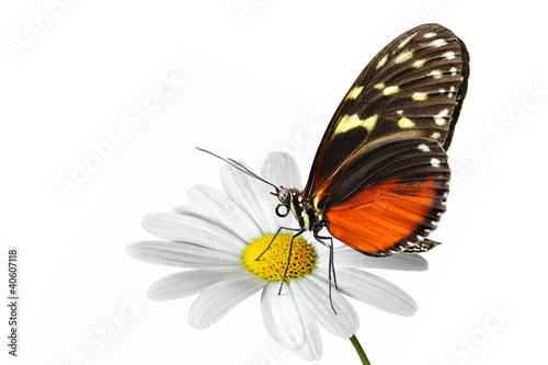 Schmetterling 38