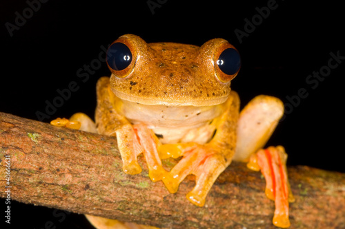 Harlequin Tree Frog, Rhacophorus pardalis, Borneo