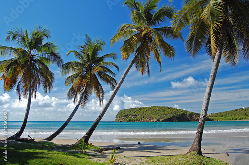 Beautiful secluded beach with palm trees on Grenada Island