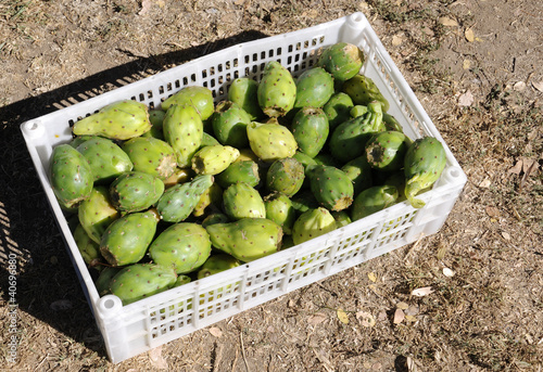 Caja con fruta, tunas.