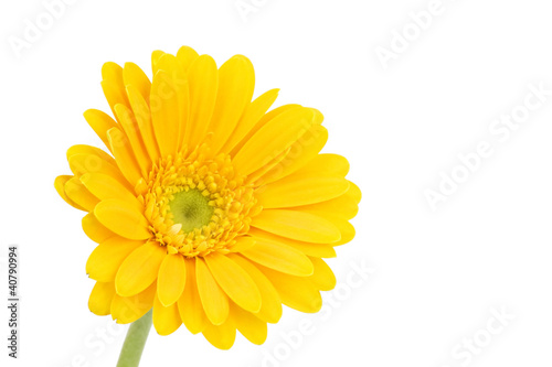 yellow gerbera daisy