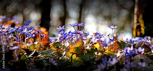 liverwort