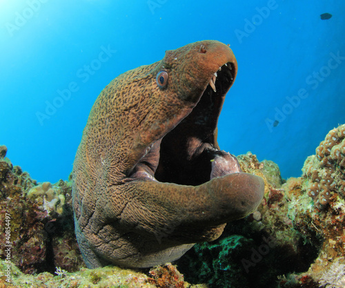 Giant Moray Eel (Gymnothorax javanicus)