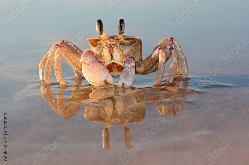 Alert ghost crab (Ocypode ryderi) on the beach