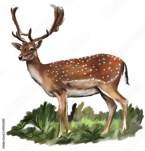 Fallow deer on a white background