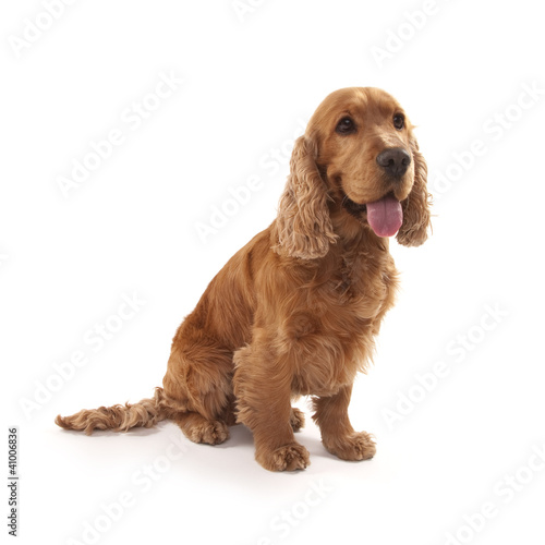 Cocker Spaniel