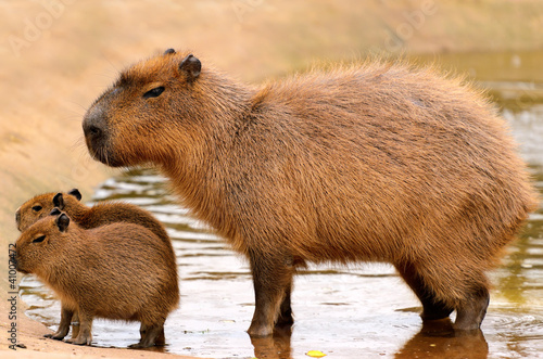 Capybara