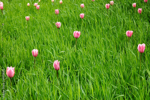 Flowers in the green grass