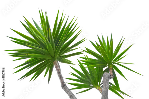 yucca