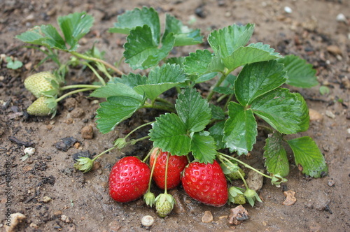 Planta con fresas