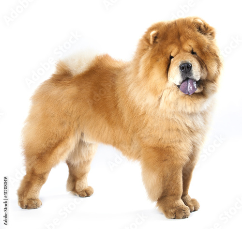 Chow chow in front ofa white background