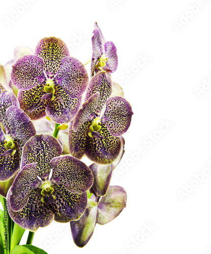 Vanda Orchid