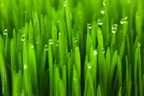 Fresh green wheat grass with drops dew / macro background