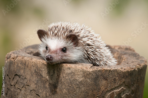hedgehog in the wood