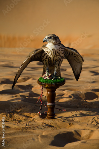 Falconry in UAE