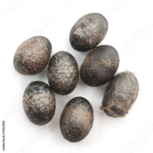 Insect's eggs in front of white background