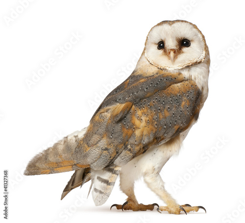 Barn Owl, Tyto alba, standing in front of white background