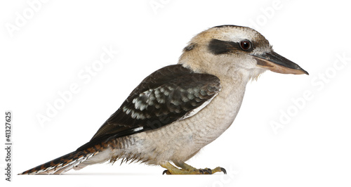 Laughing Kookaburra, Dacelo novaeguineae