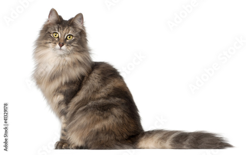 Norwegian Forest Cat, 1 and a half years old, sitting