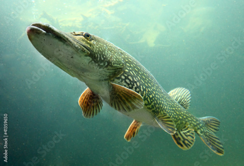 Underwater photo of big Pike (Esox Lucius).