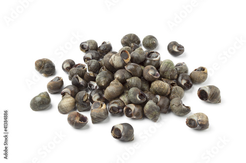 Fresh common periwinkles