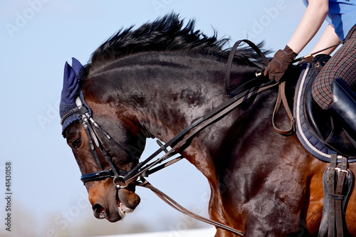 Portrait of a sports horse under a saddle