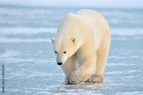 Polar Bear walking on blue ice.