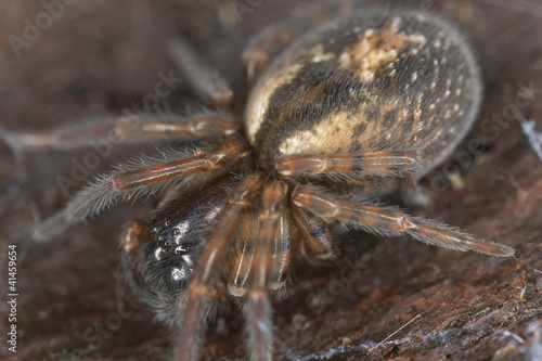 Lace webbed spider (Amaurobius fenestralis )