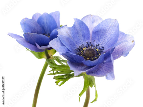 flowers of anemone