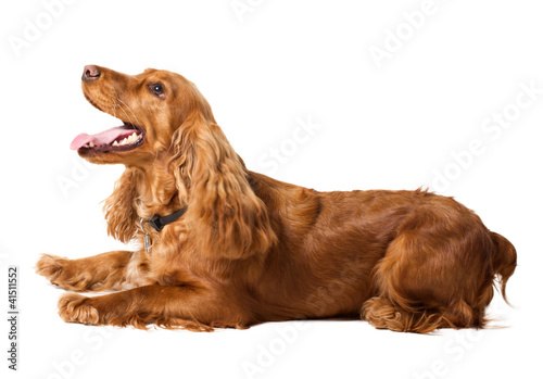 beautiful cocker spaniel lying