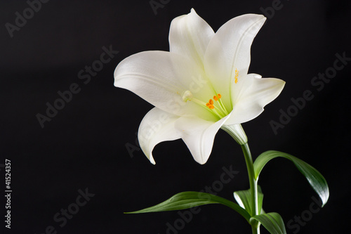 white lily flower on black